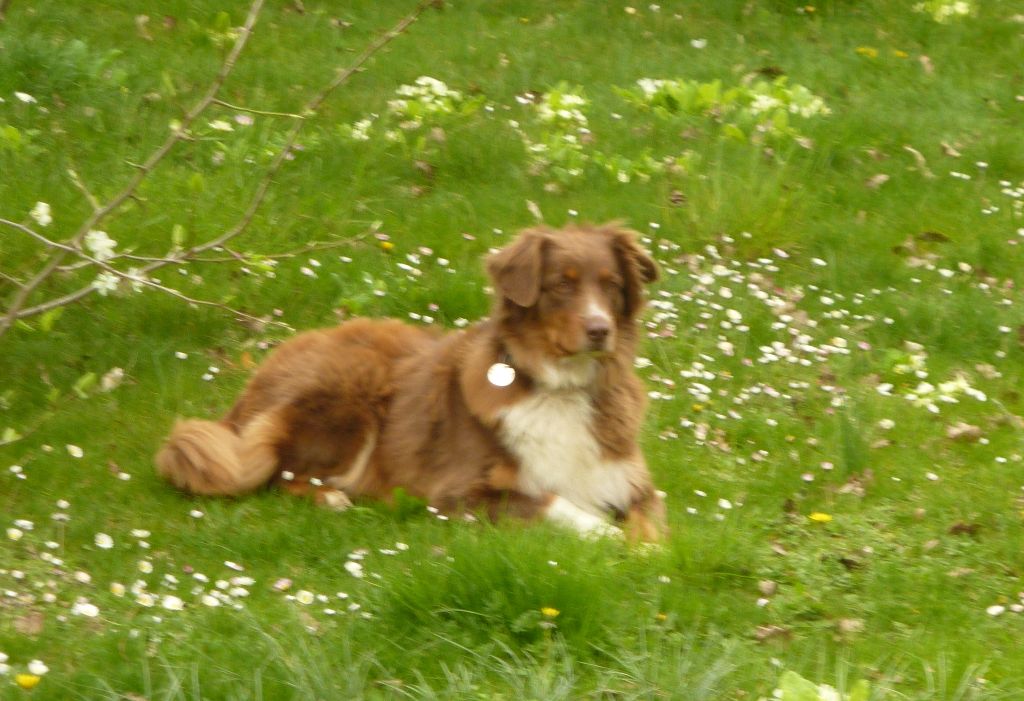 Fizia Du Domaine Du Chat